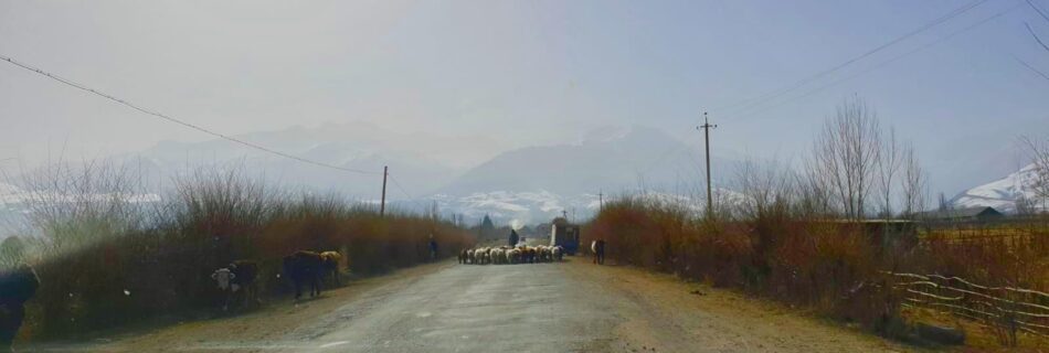 Kyrgyzstan-Sheep-Car