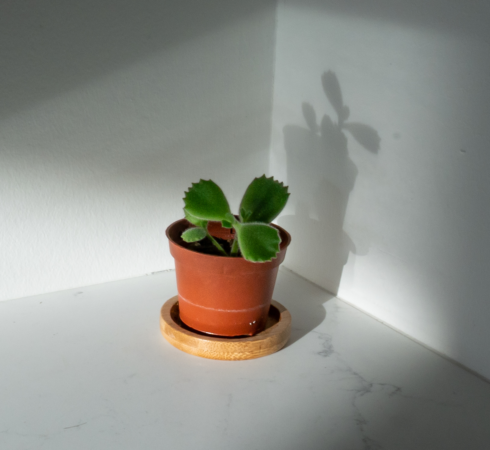 Baby Bear's Paw Succulent - Bear's Paw Succulent Plant Care Guide