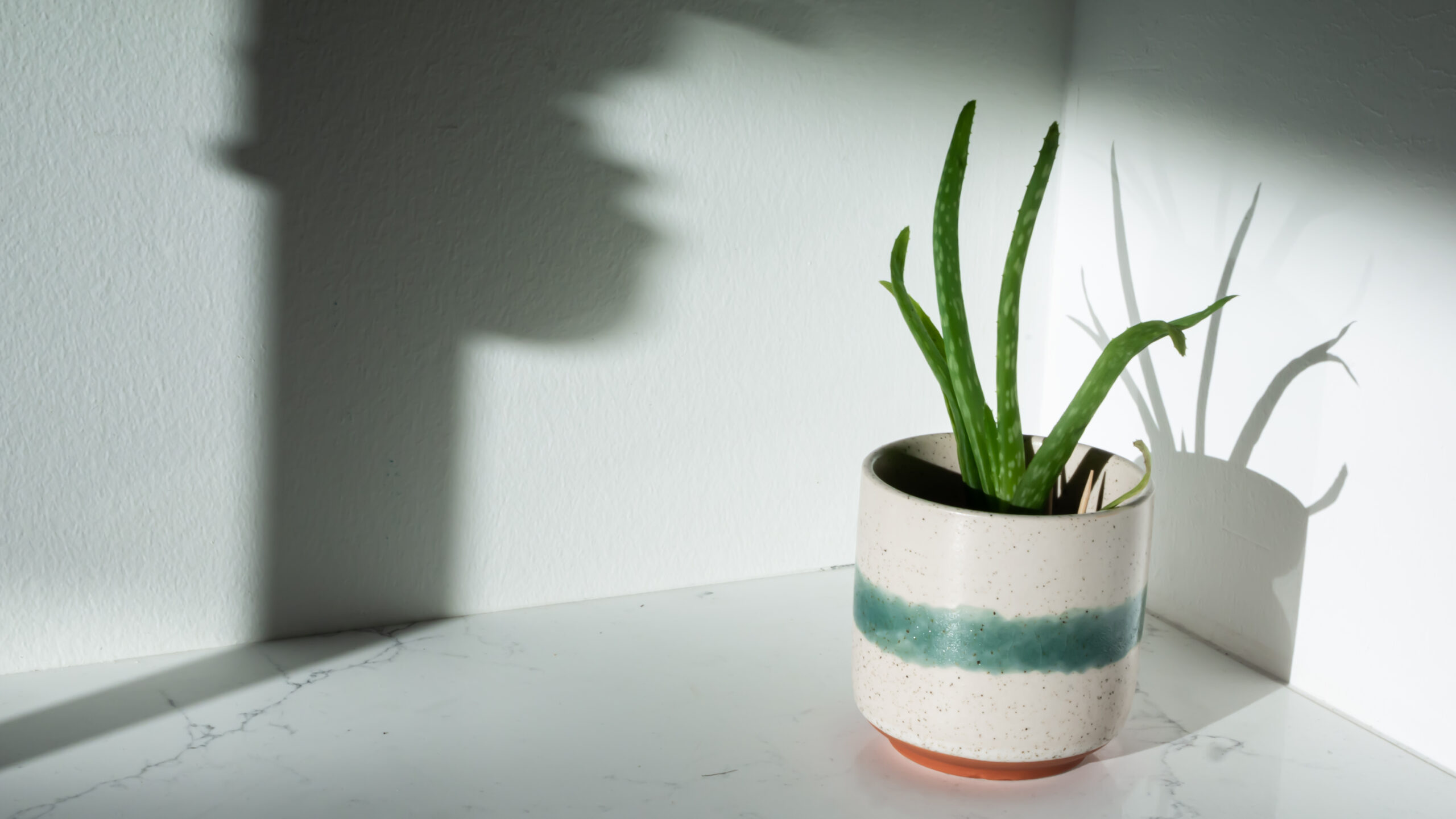 Aloe Vera Pup At Golden Hour - Aloe Vera Care