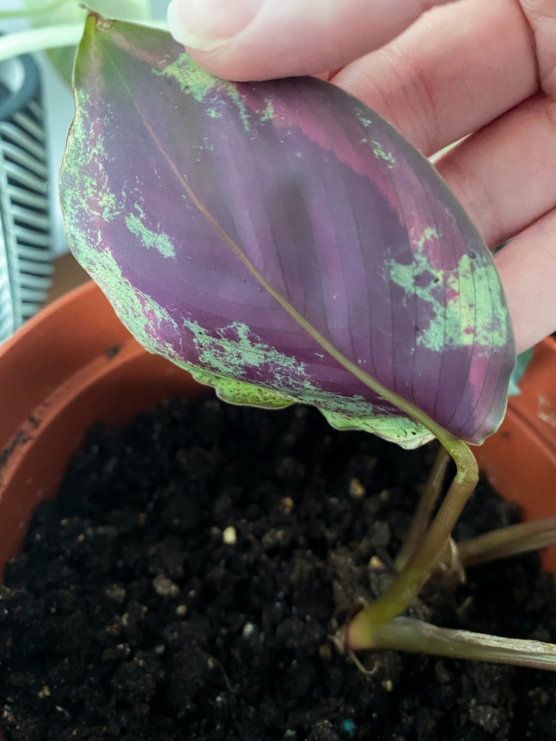 Calathea Marion Pest Damage