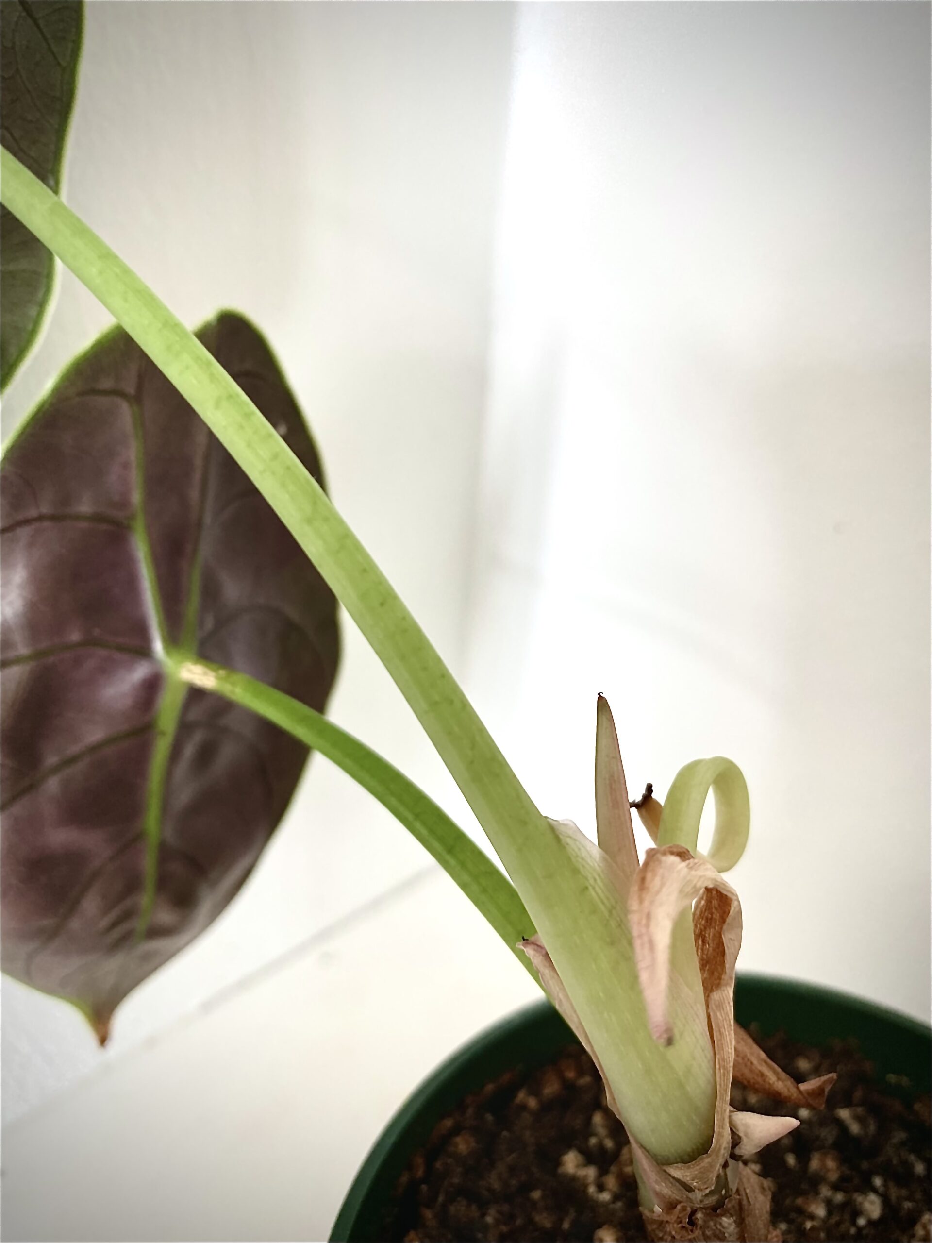Alocasia Azlanii Growth - Alocasia Azlanii Petiole