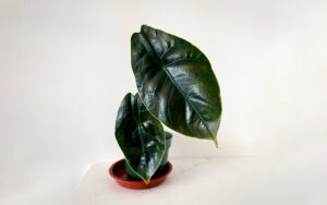 Alocasia Azlanii on a quartz counter