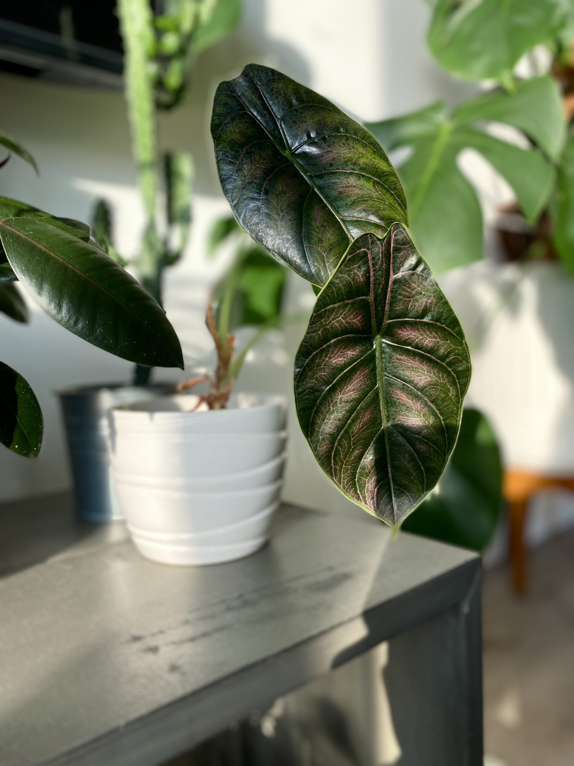 Alocasia Azlanii Care Guide - plant in a golden hour setting with the sun casting a warm glow on its glossy leaves