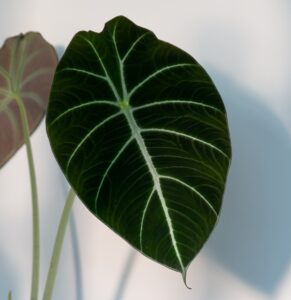 Alocasia Black Velvet Leaf Close Up