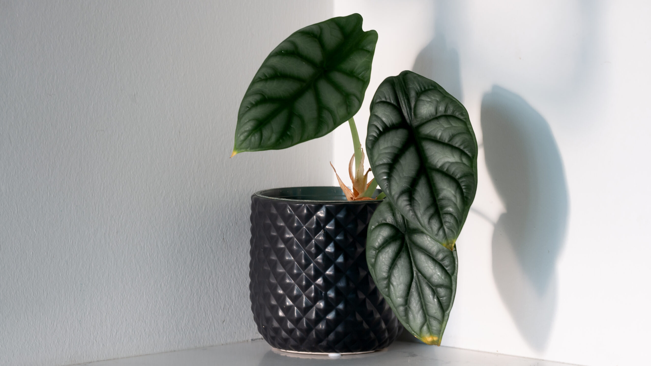 Alocasia Silver Dragon Care Guide - Alocasia Silver Dragon in Corner at Golden Hour