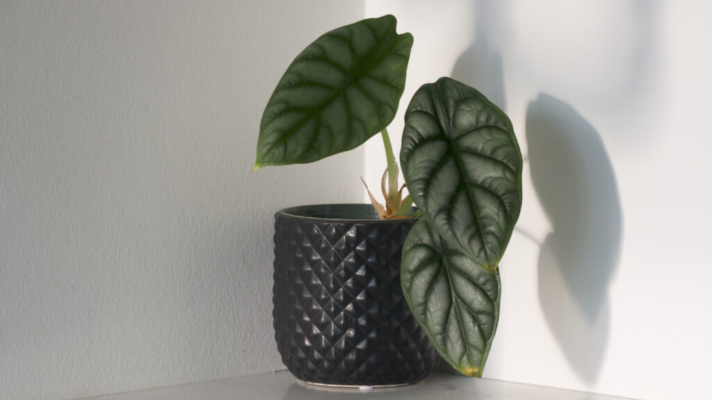 P1230988 Alocasia Silver Dragon Plant Care Guide