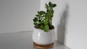 Bear's Paw succulent in a corner on a white corner in a white pot with a shadow on the wall