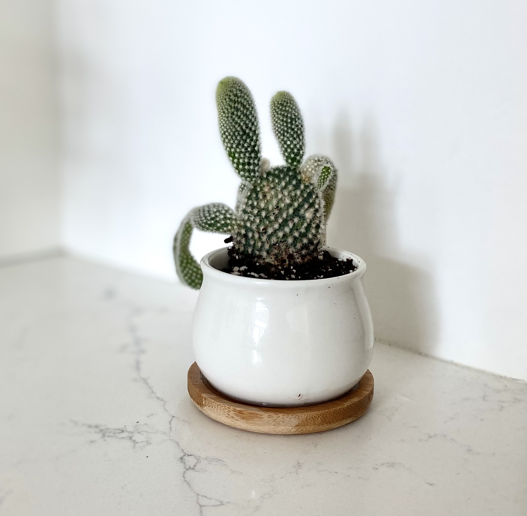 bunny ear cactus care