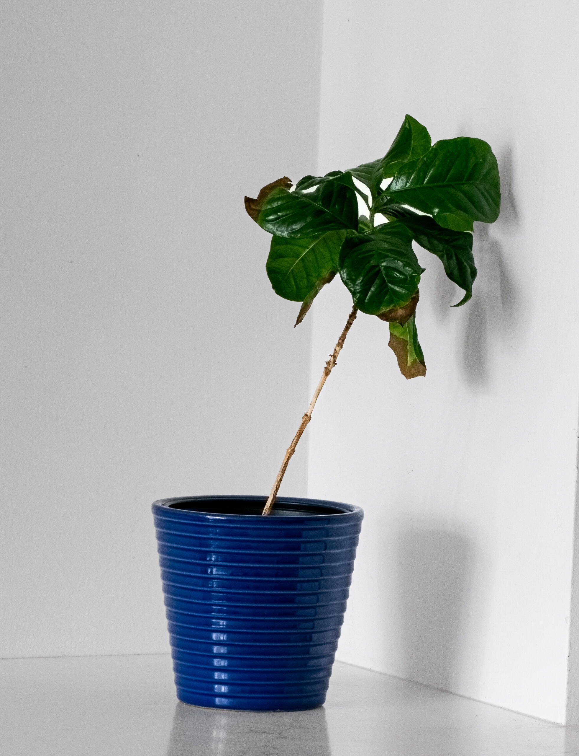 Coffee Plant Care Guide