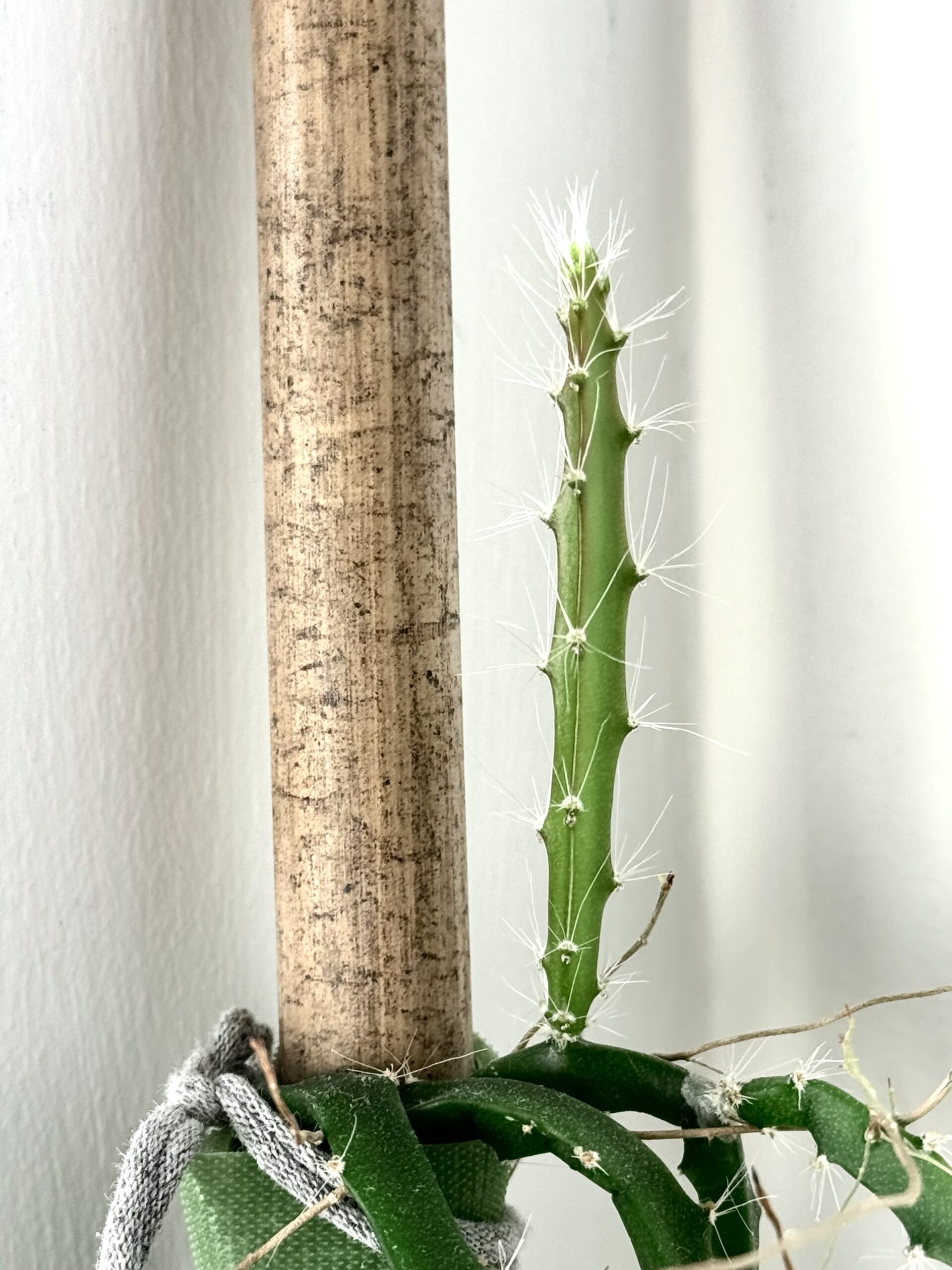 Dragon Fruit Cactus New Growth