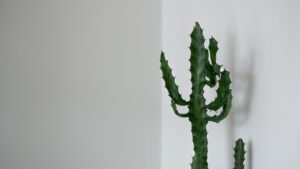 Euphorbia Lactea in corner