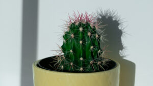 echinocactus parryi in the corner