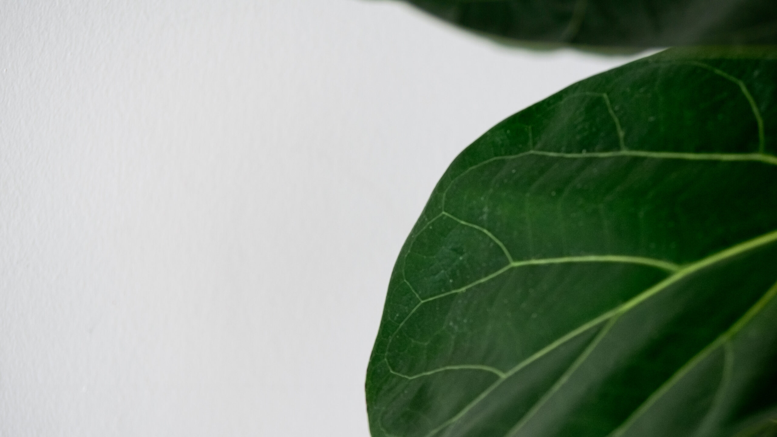 Fiddle Leaf Fig Plant Care Guide - Close-Up Leaf