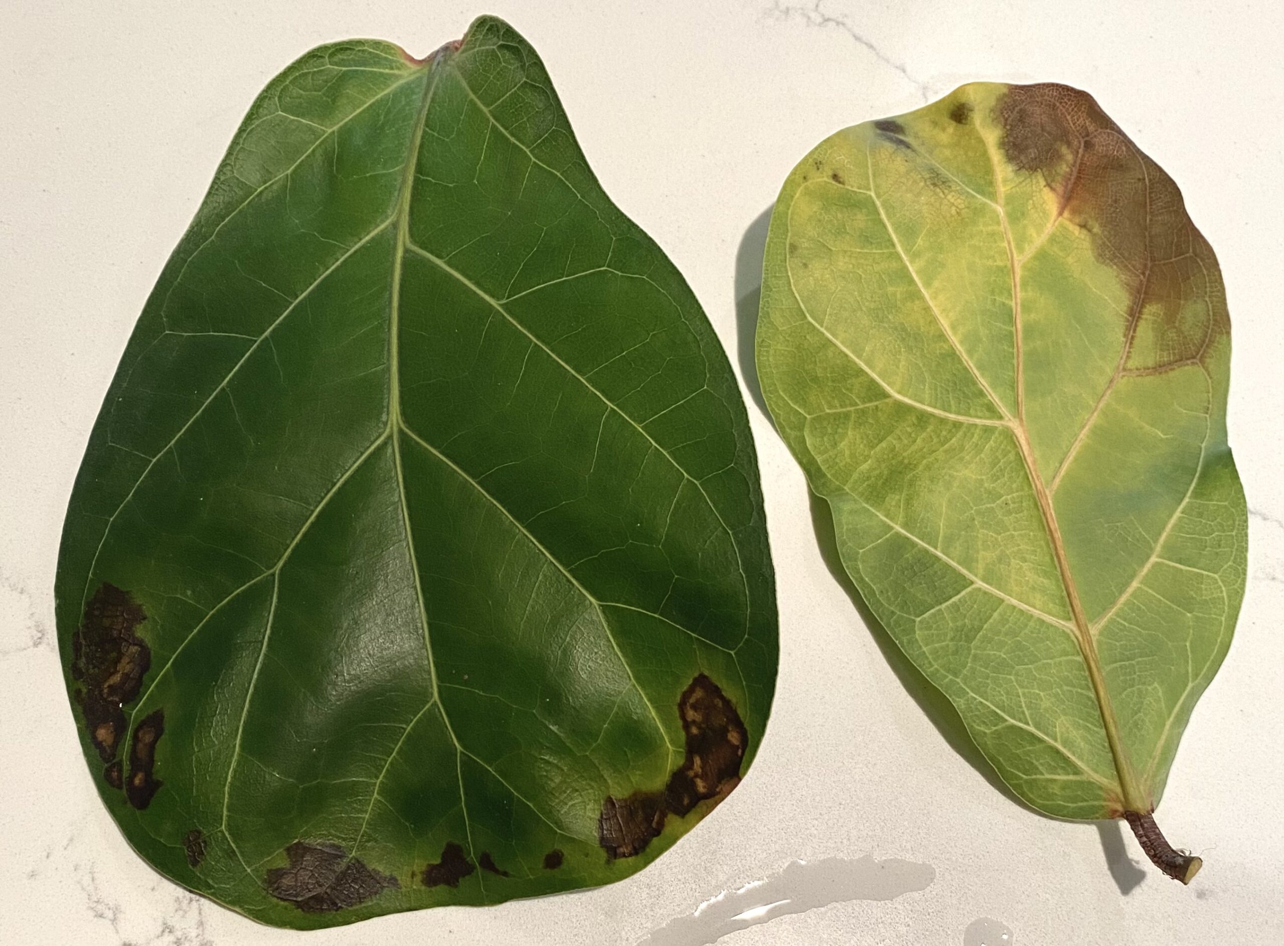 Fiddle Leaf Fig Discolored Leaves
