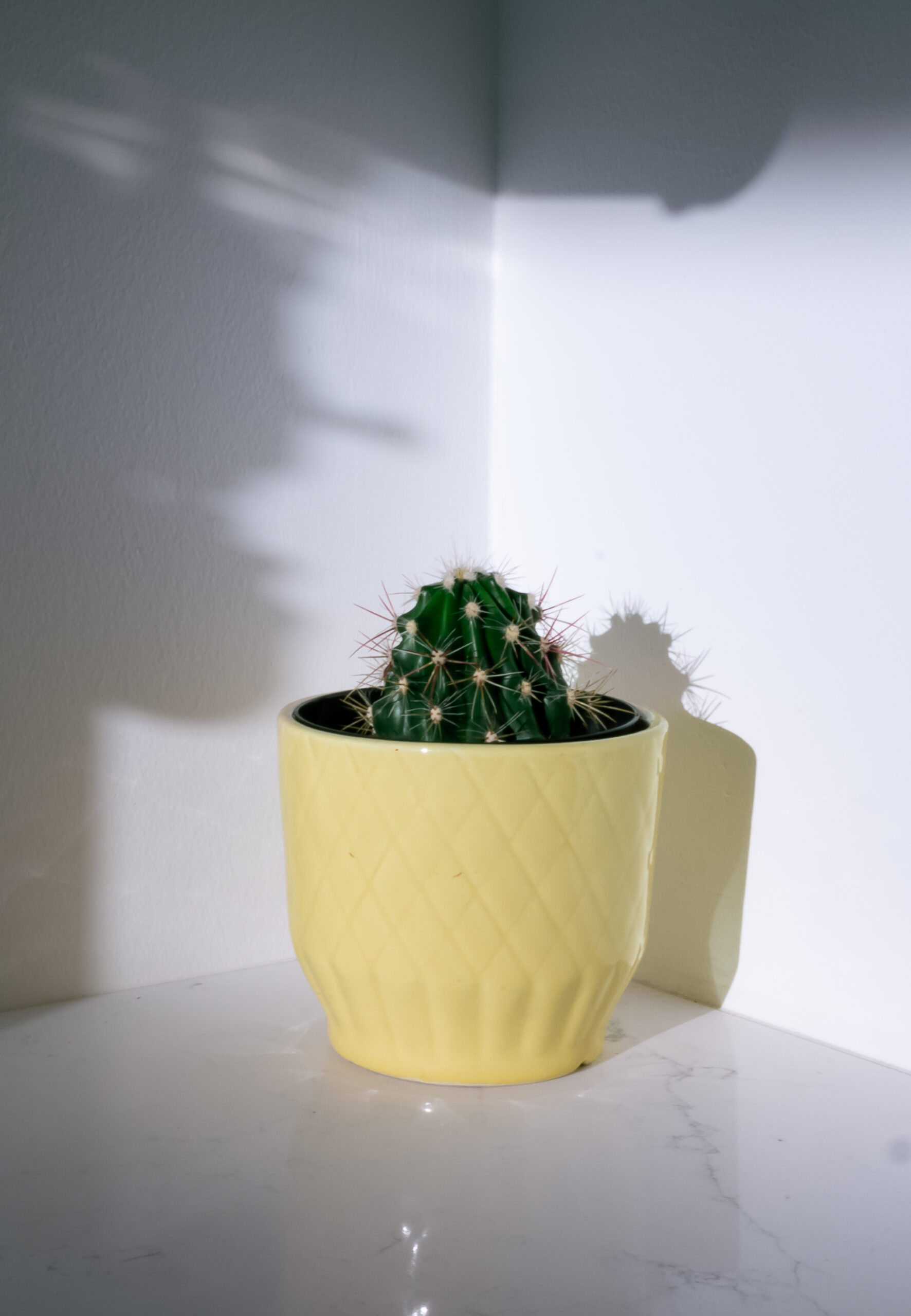 echinocactus parryi plant care guide