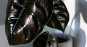 Alocasia Cuprea Close up