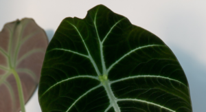 Alocasia Black Velvet close up