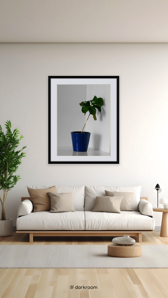 Coffee Plant Photography Print