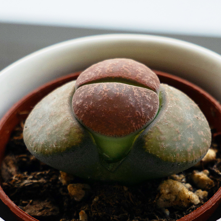 Lithops Living Stones Plant Care Guide