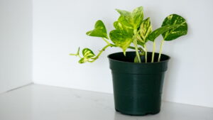 Golden Pothos on a counter