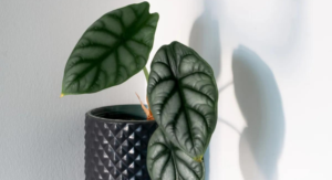 Alocasia Silver Dragon Header