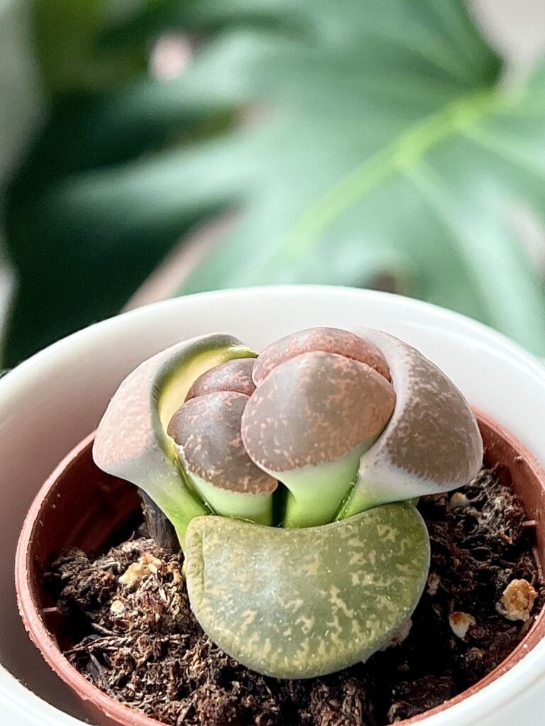 Lithops Living Stones Double Growth