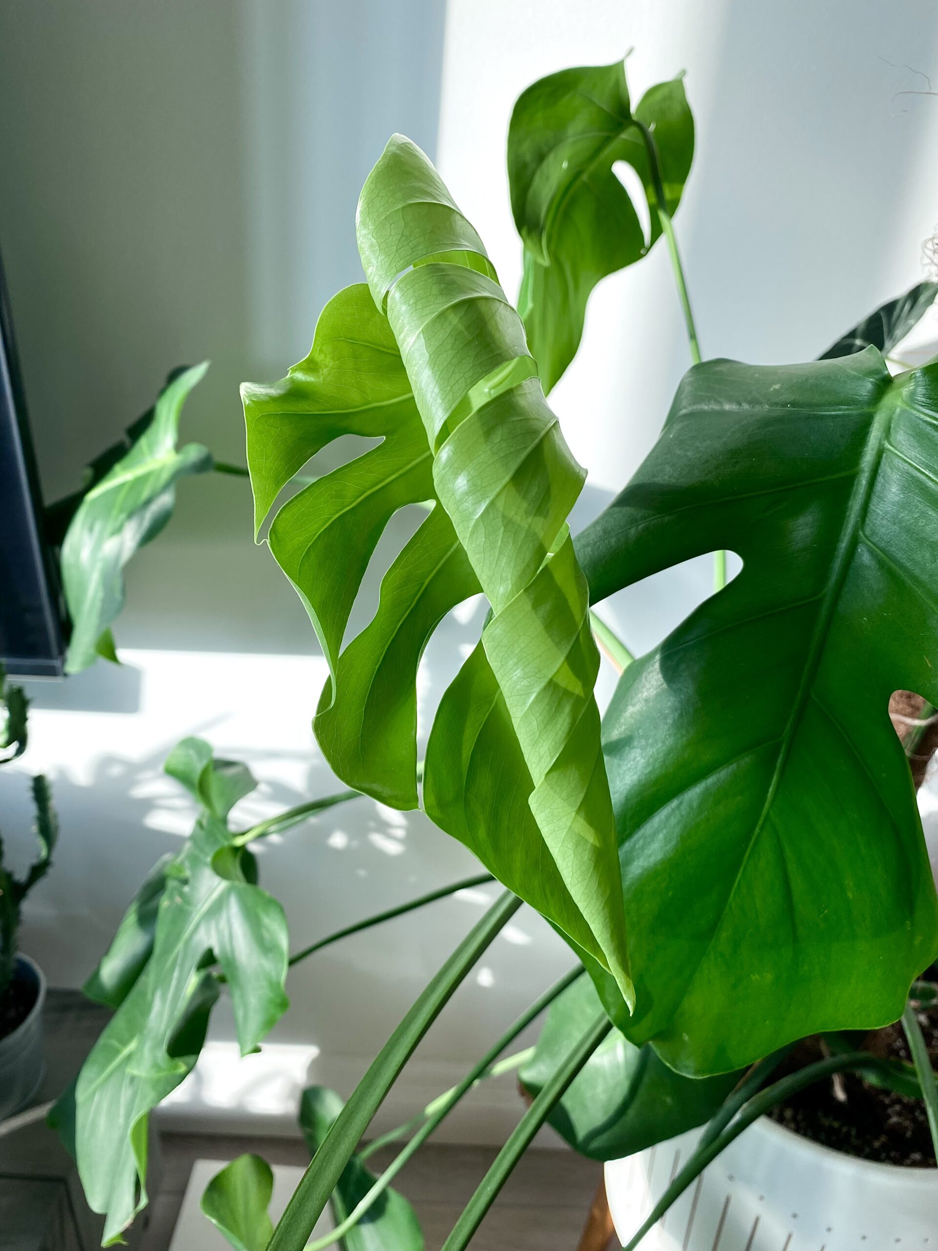 Monstera Deliciosa Curled Leaf
