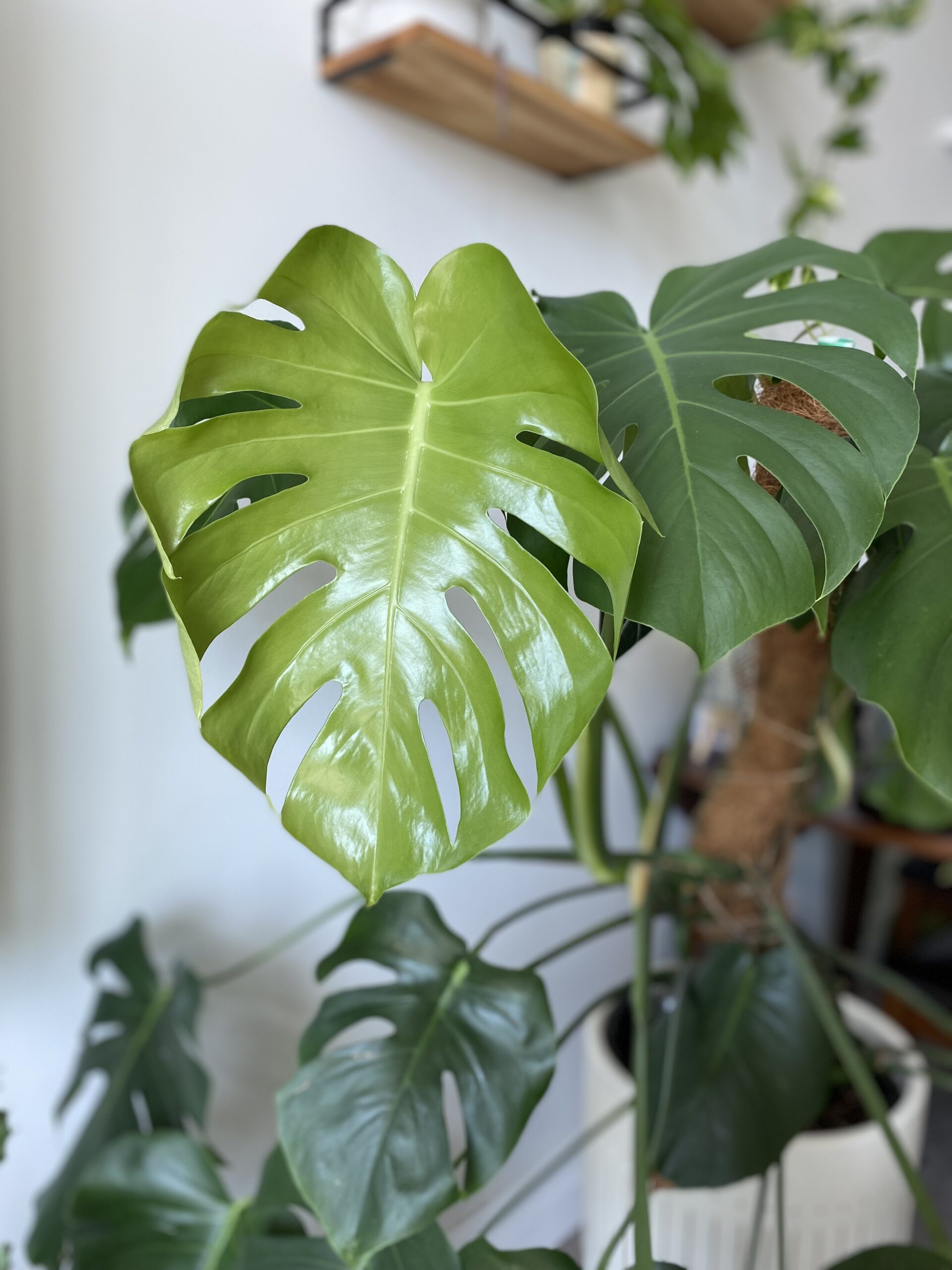 monstera deliciosa plant care guide - new leaf