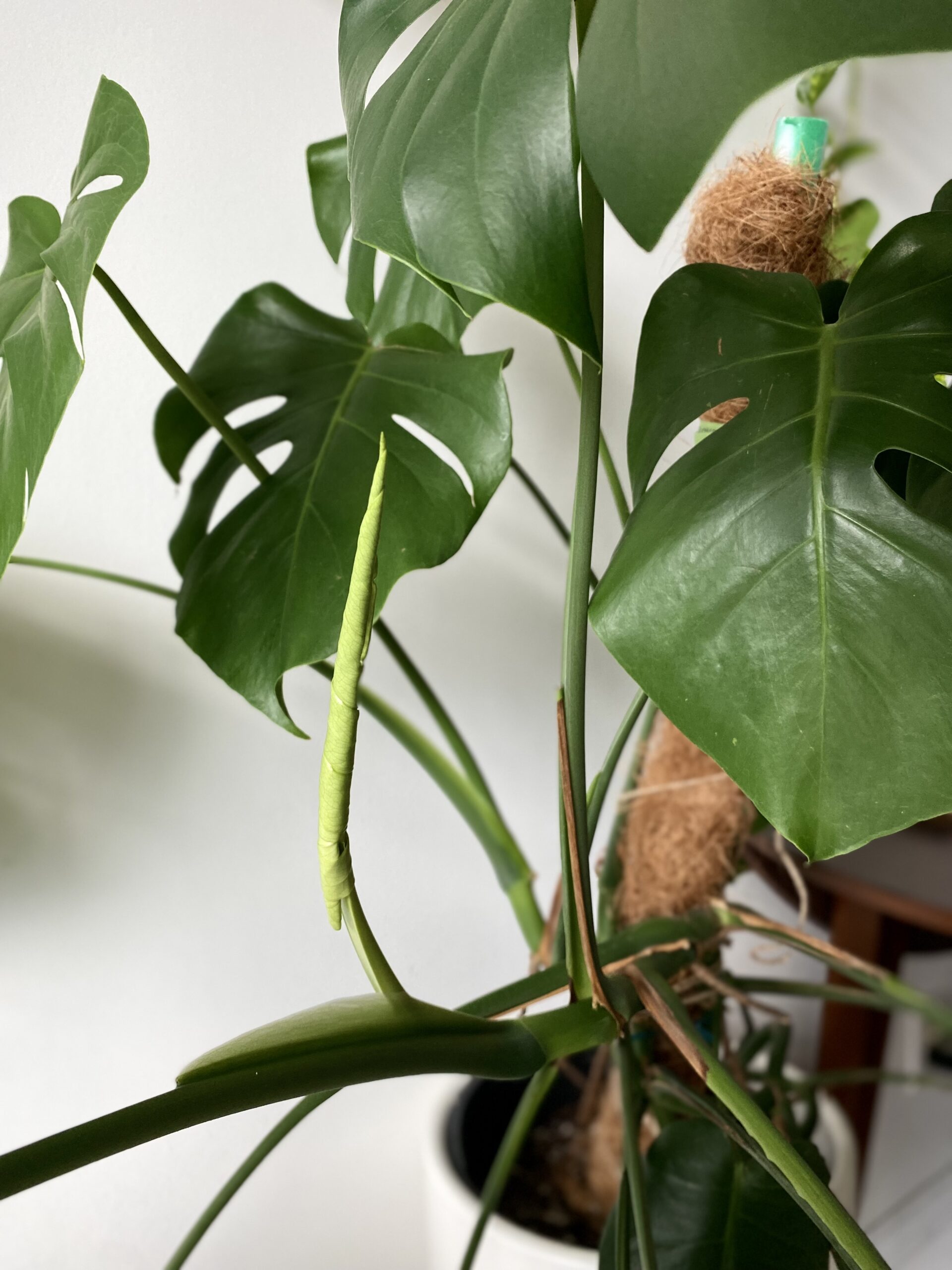 Monstera Deliciosa New Growth