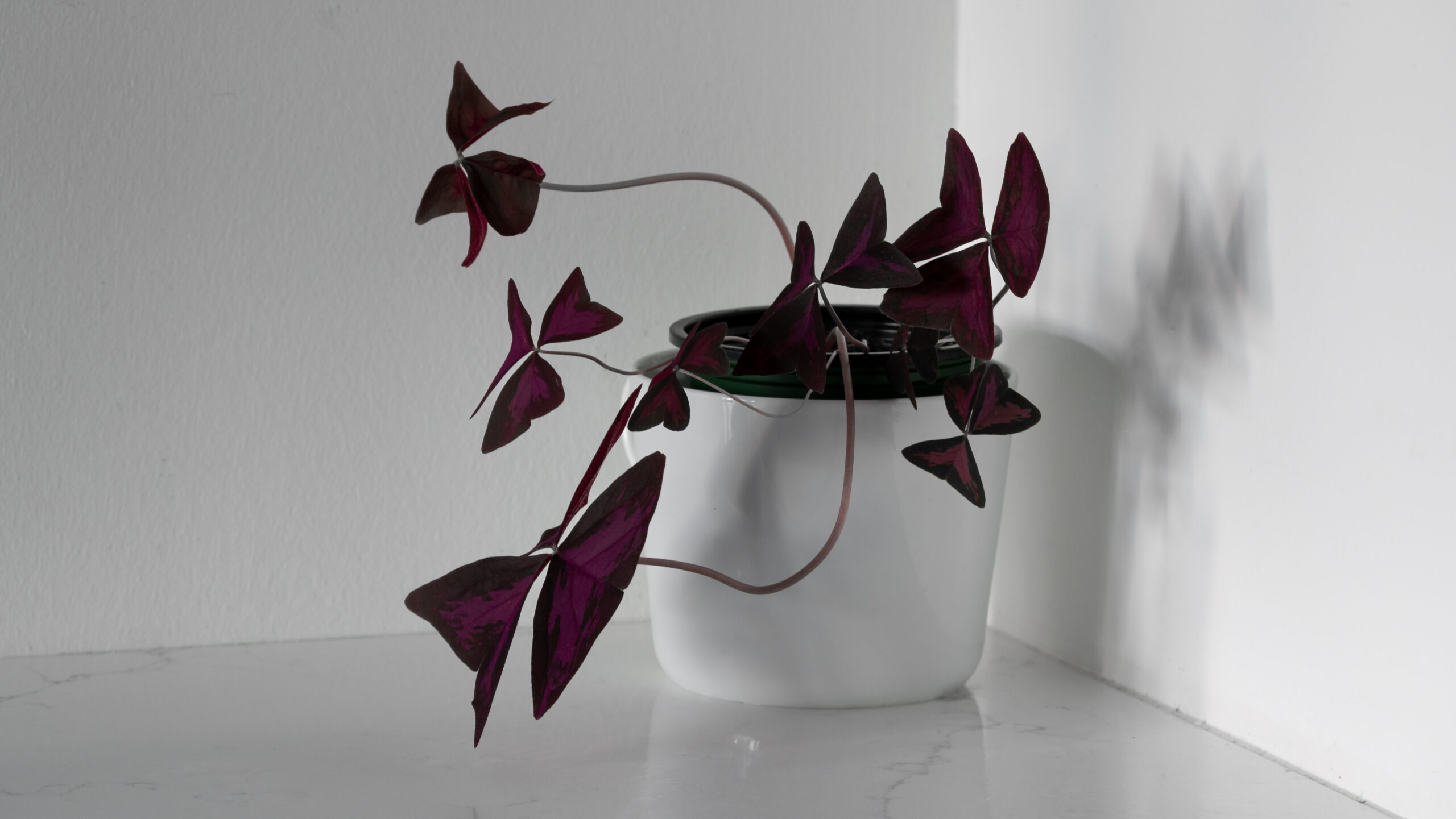 Oxalis Triangularis Plant Care Guide
