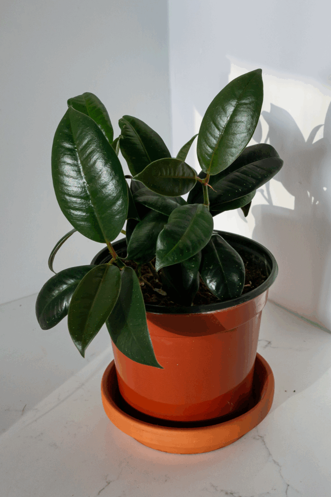 Rubber Plant Care Guide