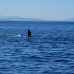 Orca in Vancouver British Columbia in the Pacific Ocean