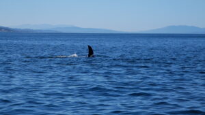 Orca in Vancouver British Columbia in the Pacific Ocean