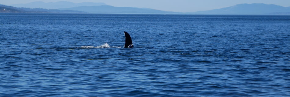 Orca in Vancouver British Columbia in the Pacific Ocean