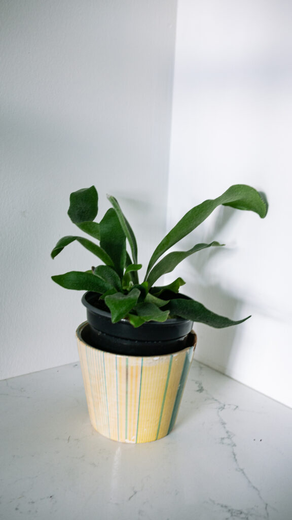 Staghorn 1070847 Staghorn Fern Plant Care Guide