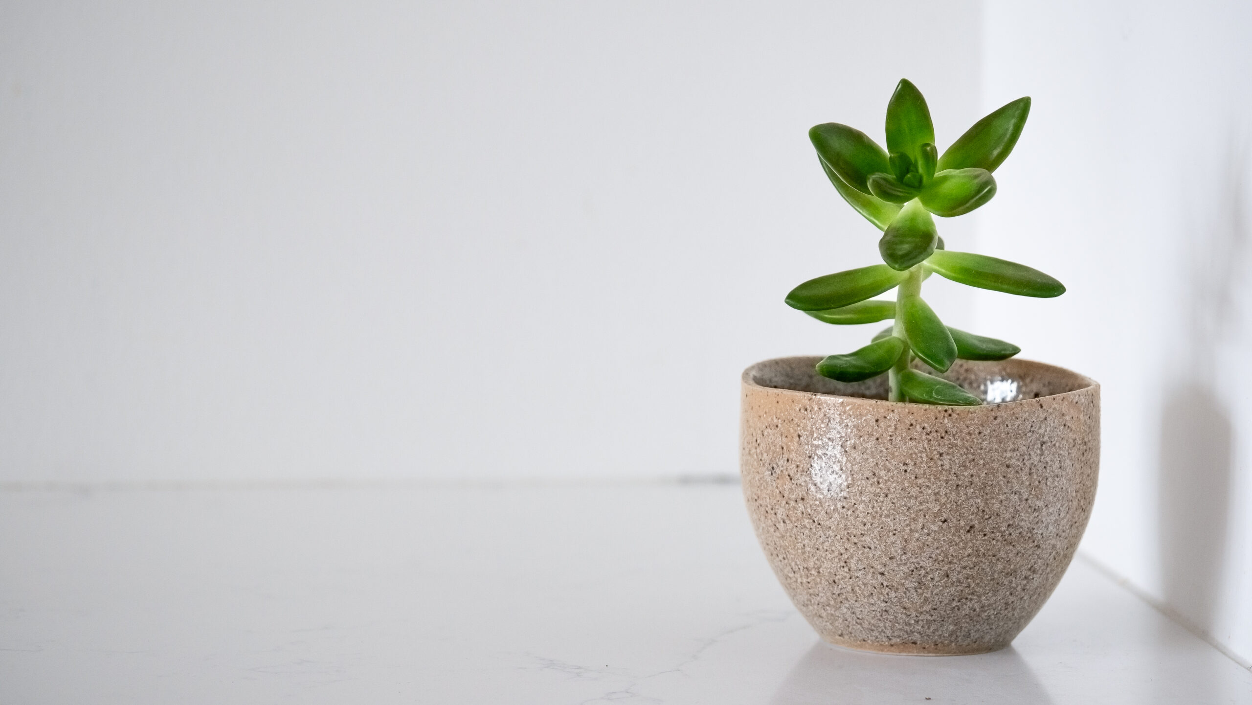 Pachyphytum Plant Care Guide