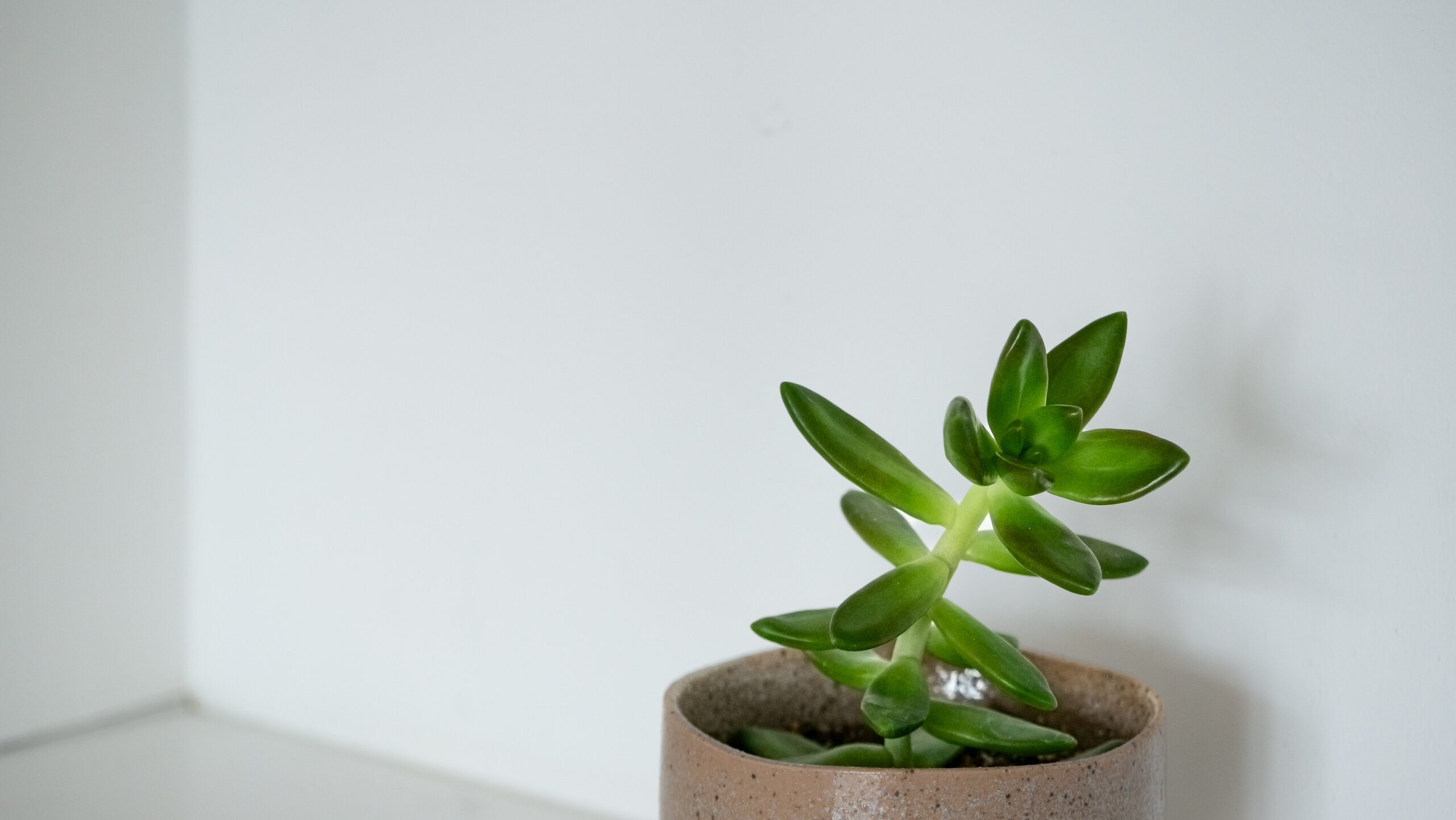 Pachyphytum Plant Care Guide