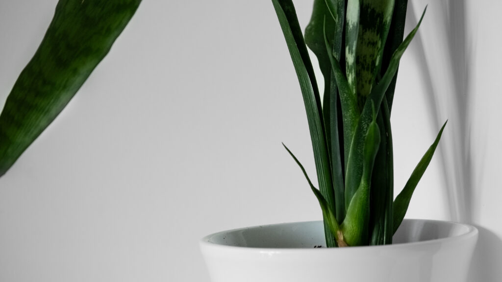 Snake Plant Care Guide