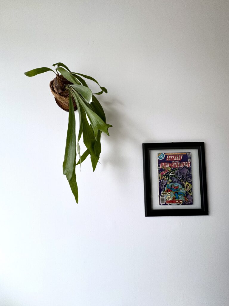 Mounting a Staghorn Fern Using Coco Coir