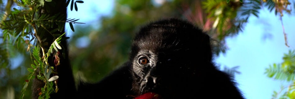 Baby Howler Monkey Eating A Flower in Costa Rica