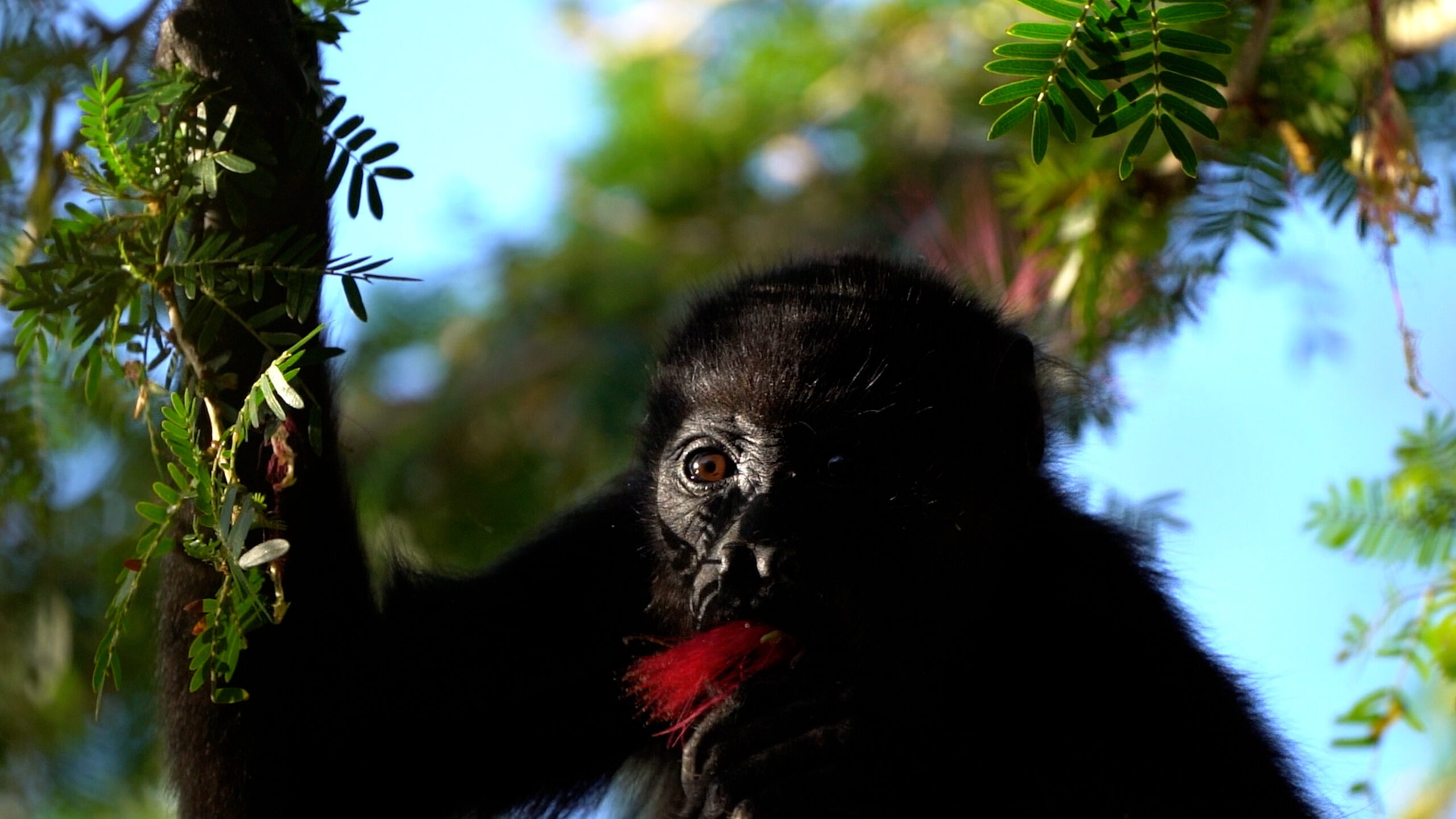 Baby Howler Monkey Eating A Flower in Costa Rica